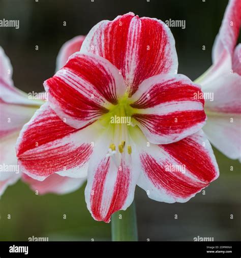 Razzle Dazzle Hippeastrum Amaryllis Hippeastrum X Hortorum Stock