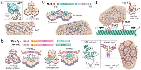 Hiv Viral Host Interactions A Canonical Interaction Between Cypa