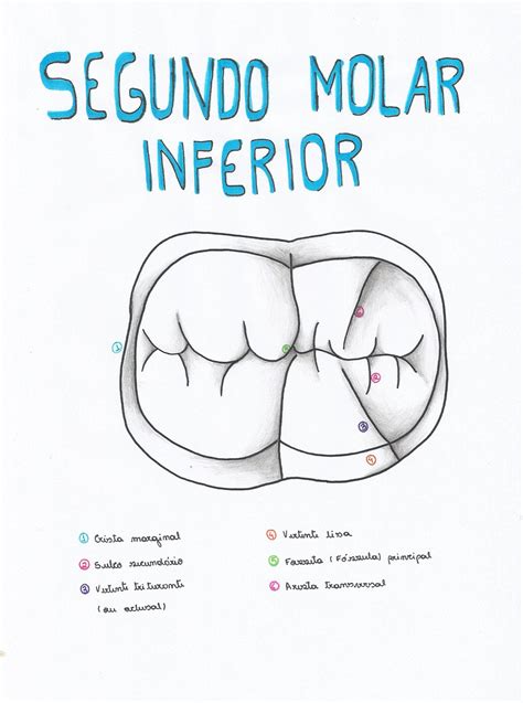 Anatomia Segundo Molar Inferior BRAINCP