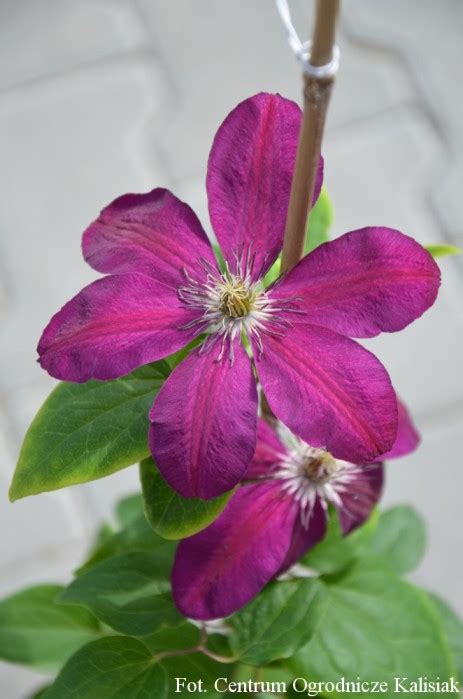 Clematis Westerplatte Powojnik