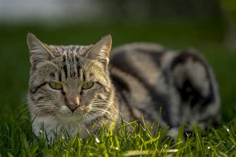 Katze Haustier Katzen Kostenloses Foto Auf Pixabay Pixabay