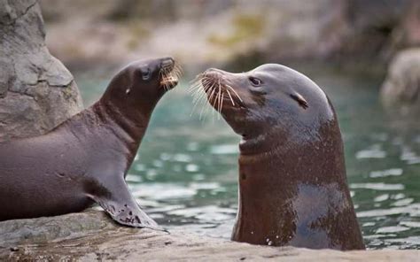 Animales Terrestres y Acuáticos: características y ejemplos