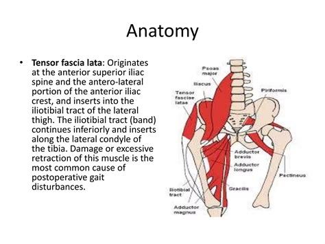 Anterior Iliac Crest Ppt