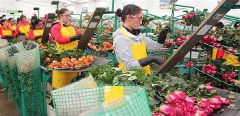 Bodega En Miami Tiene Oferta De Empleo Para Empacadores De Flores APLICA