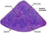 Spleen - Anatomy & Physiology - WikiVet English