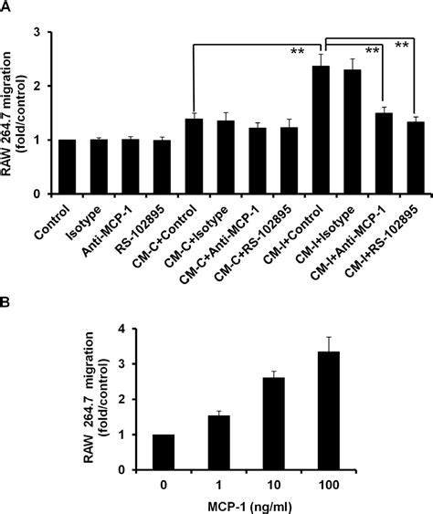 Figure From Activation Of Thromboxane A Receptor Tp Increases The