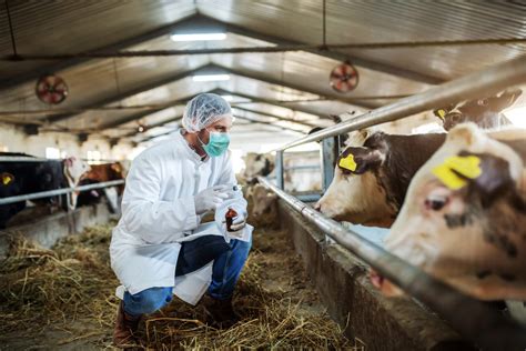 Bird Flus Spread From Poultry To Cattle To Humans Provokes Worry Among Feds States • Oregon