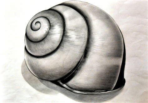 shell drawing  namiiru  deviantart