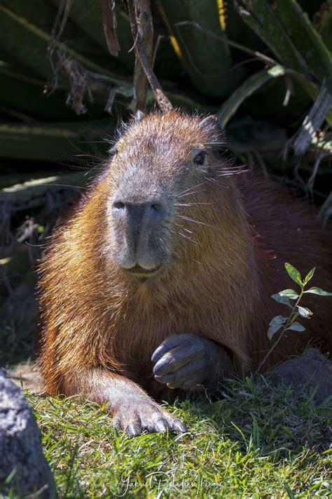 https://flic.kr/p/2fsB8dM | Hydrochoerus hydrochaeris | • Carpincho / capibara • Capybara ...