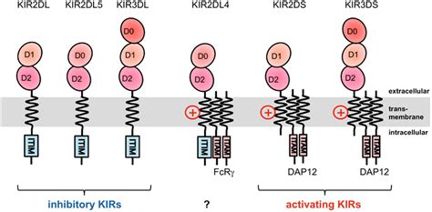 Frontiers Molecular Recognition Of Paired Receptors In The Immune System