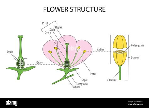 Parts Of A Flower Biological Diagram Stock Photo Alamy