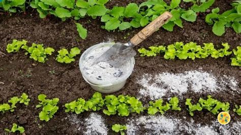 Utilisations De La Cendre De Bois Dans Votre Jardin