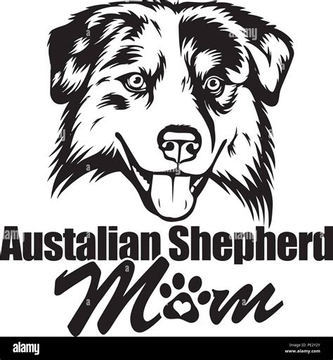 Beautiful Australian Shepherd Stock Vector Images Alamy