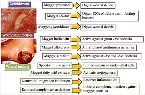 Process Involved In Maggot Therapy Of Infected Wounds Download