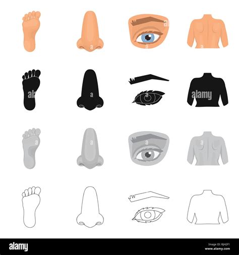 Vector Design Of Body And Part Icon Collection Of Body And Anatomy