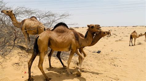 Camels in a Desert · Free Stock Photo