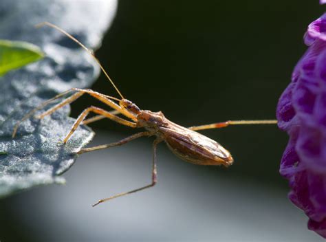 Medics warn of dangerous ‘kissing bug’ disease as 300,000 Americans already infected — RT USA News