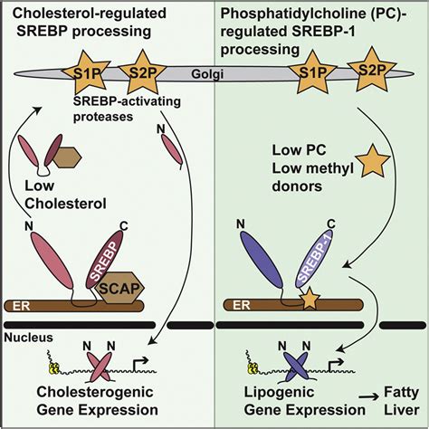 A Conserved Srebp Phosphatidylcholine Feedback Circuit Regulates