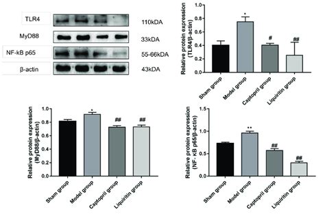 Effect Of Liquiritin On The Expression Of Tlr4 Myd88 And Nf κb P65