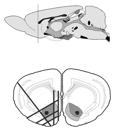 Dissection Of The Nucleus Accumbens The NAc Core Dark Gray Was