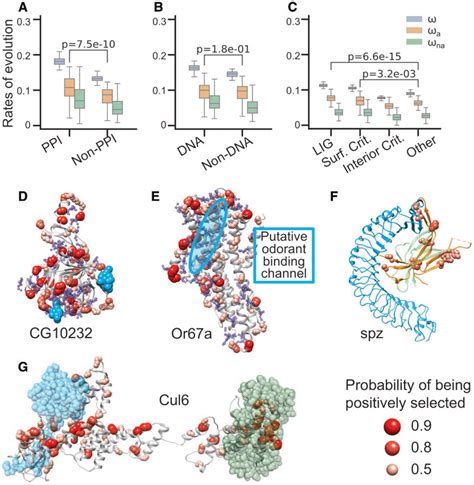 Adaptive Evolution In Molecular Interaction Sites Ppi Sites A Dna