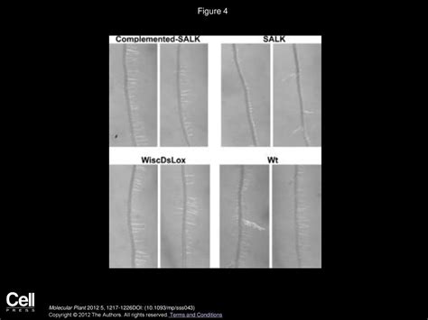 Mitochondrial Sulfide Detoxification Requires A Functional Isoform O