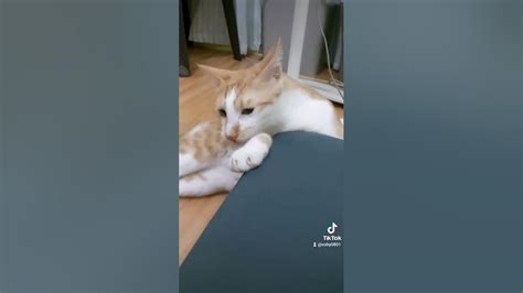 This Cat Is So Handsome And Cute 😘 Youtube