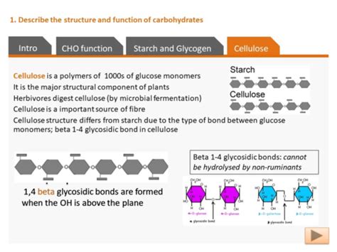 Biomolecules Flashcards Quizlet