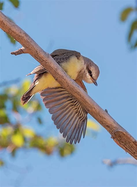 Baby Kingbird Stretch Photograph By Loree Johnson Fine Art America