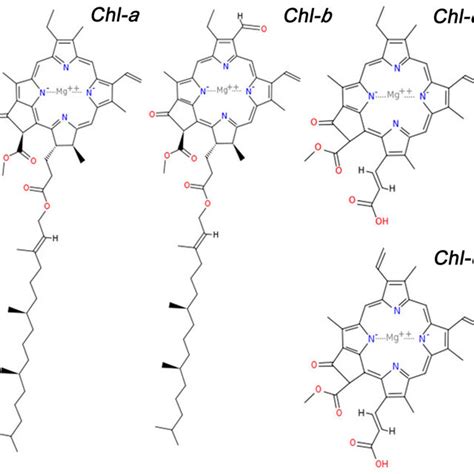 General structure of chlorophyll types contained in macroalgae. | Download Scientific Diagram