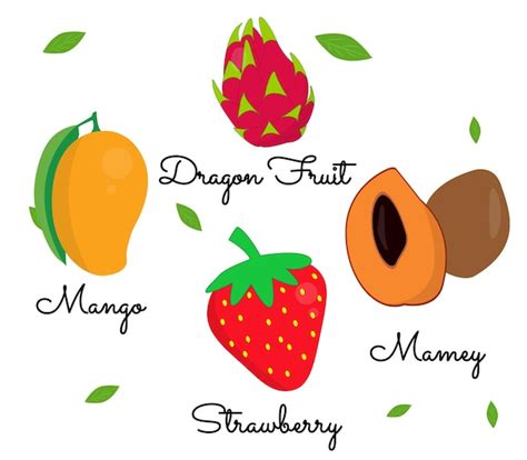 Premium Vector Fruits Vector Illustrations