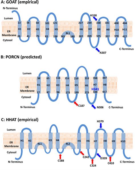 Figure From Membrane Bound O Acyltransferases And Their Inhibitors