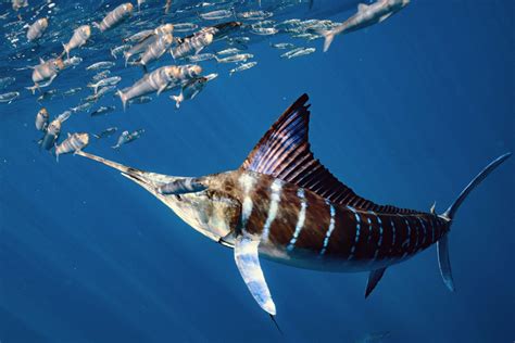 Ocean eddies help marine predators find food - Earth.com