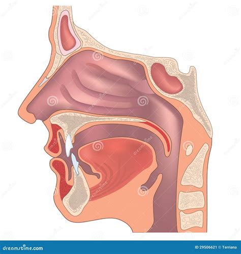 Nose Anatomy Stock Vector Illustration Of Breathing 29506621