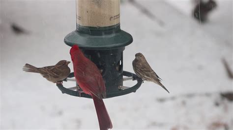 18 January 2020 Male Northern Cardinal Fights A Losing Battle For