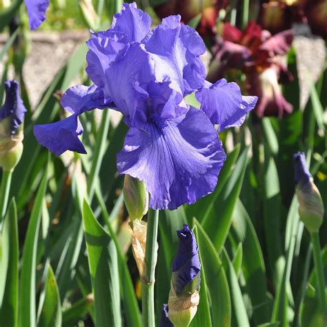 Iris Barbata Elatior Blau Blaue Garten Schwertlilie