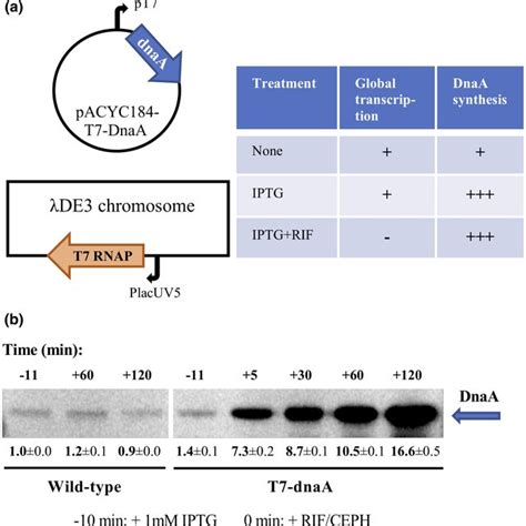 de novo DnaA synthesis allows replication initiation in the presence of... | Download Scientific ...