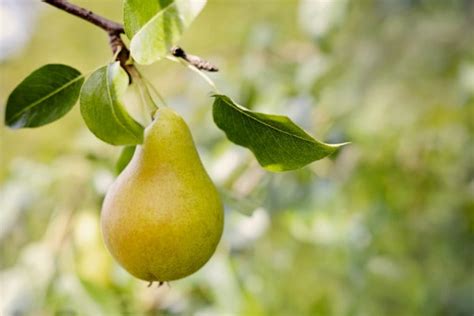 Pear Come Si Pronuncia In Inglese Studenti It