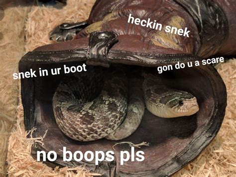 Heckin Snek In Ur Boot Gon Do A Bite Funny Animal Jokes Cute