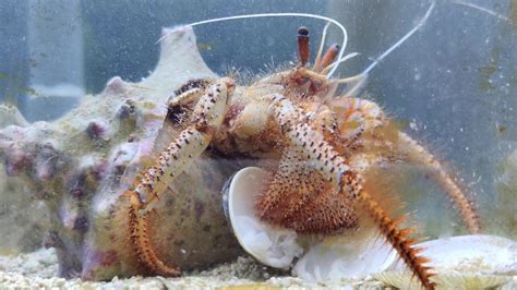 Red Hairy Hermit Crab Eating YouTube