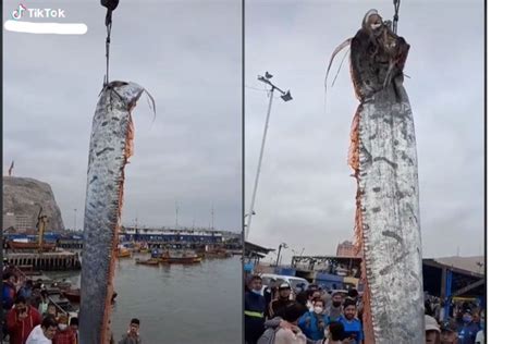 Heboh Ikan Oarfish Langka Muncul Di Laut Taiwan Benarkah Ada Kaitannya