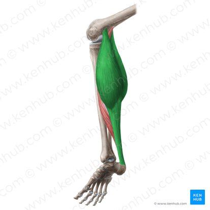 Gastrocnemius Muscle: Origin, insertion, functions | Kenhub