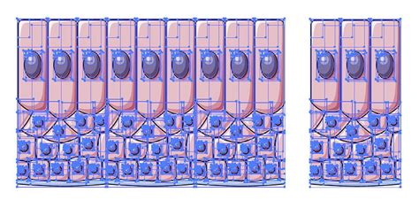 Stratified columnar epithelium vector scientific illustration