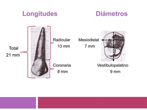 Primer Premolar Superior Ppt