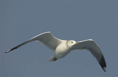 Common Gull - Larus canus - Linnaeus, 1758