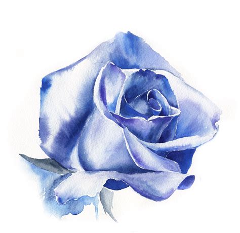 Watercolor Blue Rose Watercolor Flowers Paintings Watercolor Rose