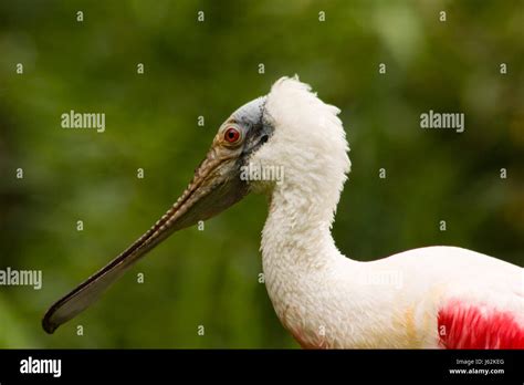 bird birds pink bird birds beak beaks pink rosalffler ajaja schreitvogel ibiss Stock Photo - Alamy