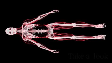 Arthroschool On Linkedin Hip Joint Anatomy