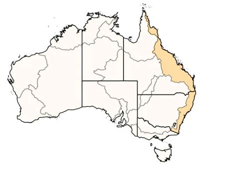 Termite Types And Pest Species In Australia Rentokil AU