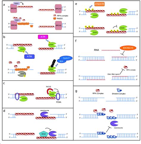 Current Models Of Dna End Resection Termination The Regulatory Download Scientific Diagram